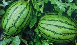 吃瓜网官网,带你领略网络娱乐资讯的盛宴