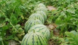 寿光网红大瓜 今日吃瓜榜单,今日吃瓜榜单揭秘网络热点